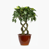 Artificial Ficus Green Leaf Bonsai Tree - 1.4 Feet